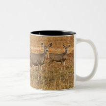 Mule deer (Odocoileus hemionus) One on left with Mug