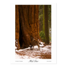 Mule Deer Photo Postcard