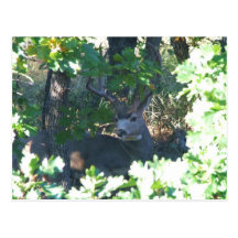 Mule Deer Postcard