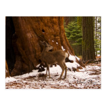 Mule Deer Postcard