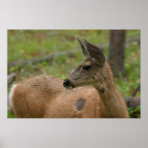 mule deer poster