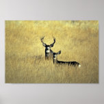 Mule Deer Print