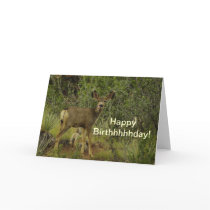 Mule Deer Raspberry Birthday Greeting Cards
