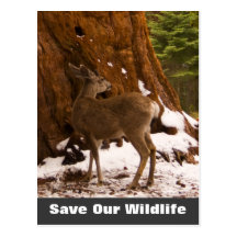 Mule Deer Save Our Wildlife Postcard