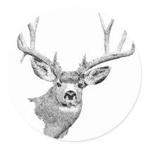 Mule Deer