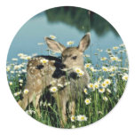 Mule Deer-young fawn in field of wite daisies by r Round Stickers