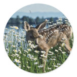Mule Deer-young fawn in green field of white daisi Round Sticker