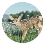 Mule Deer-young fawn in green field of white daisi Sticker