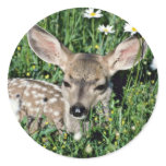 Mule Deer-young fawn lying in green field of white Round Sticker