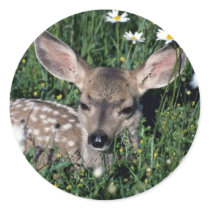 Mule Deer-young fawn lying in green field of white Stickers
