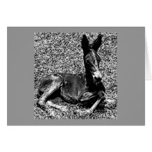 Mule Greeting Card