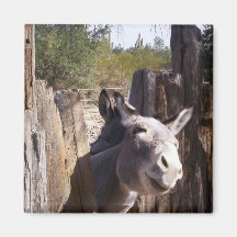 Mule Magnet
