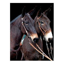 Mule Twosome Postcards
