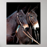 Mule Twosome posters