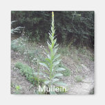 Mullein Magnet