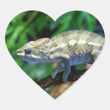 Multi-Coloured Chameleon 2 Sticker