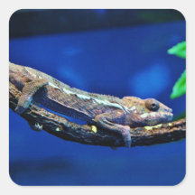 Multi-Coloured Chameleon Square Sticker
