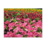 Multi-coloured Petunias Pink flowers Postcard