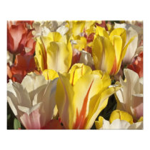 Multi-Coloured Tulips 20" x 16" Photo Print