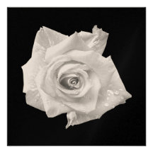 MULTI PURPOSE WHITE ROSE  Invitation