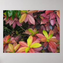 Multicolor Leaves Posters