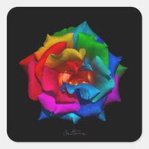Multicolor Rose Square Stickers