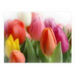Multicolor tulips postcard