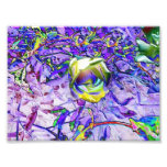 Multicolored Rose Photo