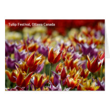 Multicoloured tulips  greeting cards