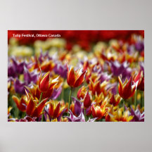 Multicoloured tulips  poster