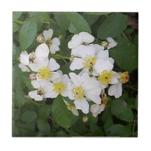 Multiflora Rose Tile