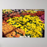Mum show, Experimental Farm, Ottawa, Ontario, Cana Poster