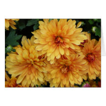 "Mums II" Greeting Cards