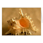 Murex Ramous Greeting Card