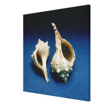 Murex shell canvas prints