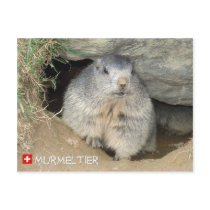Murmeltier, Schweiz / Marmot, Switzerland Postkarte