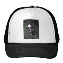Murres commun sur l'île de Hall Casquettes