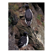 Murres Épais-affiché sur l'île de Hall Cartes Postales