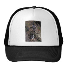 Murres Épais-affiché sur l'île de Hall Casquettes