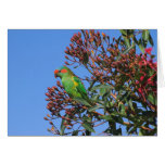 Musc Lorikeet Cartes De Vœux