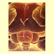 Musca domestica postcards