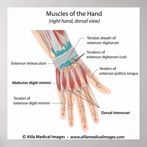 Muscles And Tendons Of Back Of Hand, Labelled 