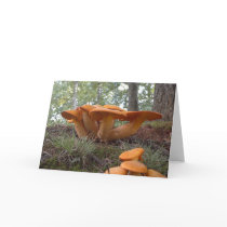 Mushroom13 Greeting Cards