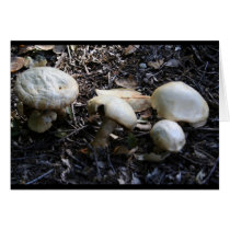 mushroom 1 greeting card