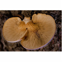 Mushroom 8220 Photo Sculpture