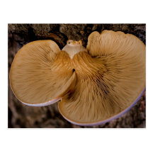 Mushroom 8220 Postcard