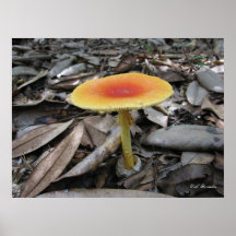 Mushroom Amanita caesarea Posters