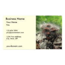 Mushroom Business Card 16a