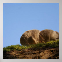Mushroom clouds in Bromham park Posters