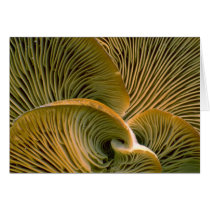Mushroom cluster on a dead tree card
